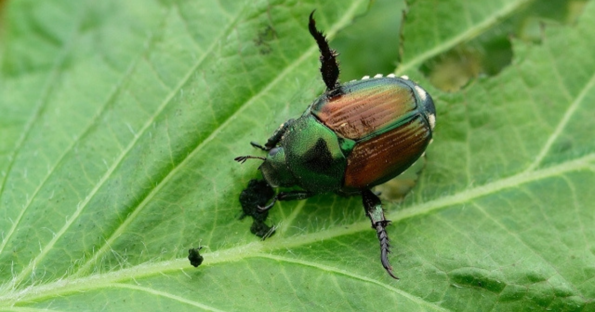 宝くじが当たる前兆のスピリチュアルサイン④：コガネムシが飛んできた